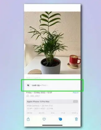宛城苹果相机维修分享如何使用iPhone相机识别植物和花卉 